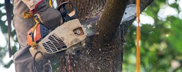 Best Tree Health Inspection  in Mills River, NC