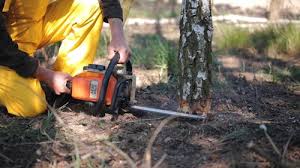 Best Tree Trimming and Pruning  in Mills River, NC