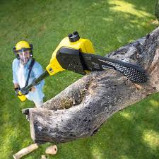 Best Arborist Consultation Services  in Mills River, NC