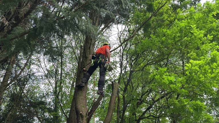 Best Stump Grinding and Removal  in Mills River, NC