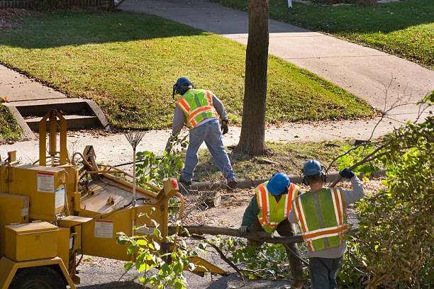 Best Commercial Tree Services  in Mills River, NC