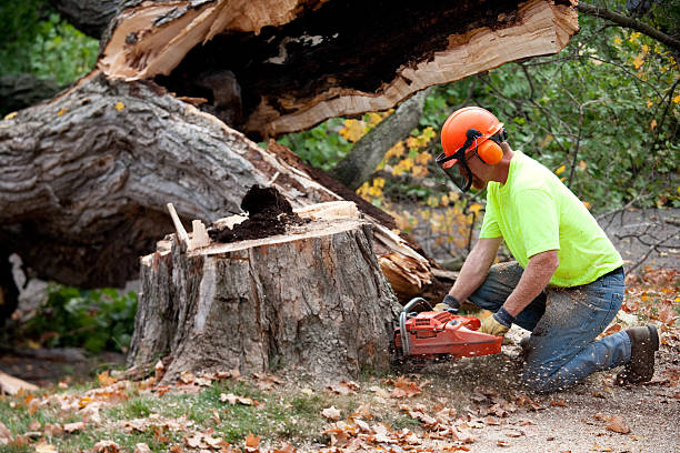 Reliable Mills River, NC Tree Removal Solutions